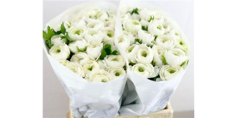 Ranunculus Clooney White 45 cm A1