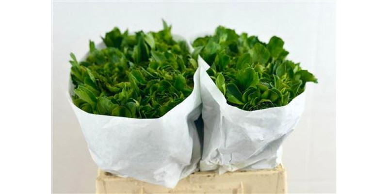 Ranunculus Pon Pon Combination 45 cm A1