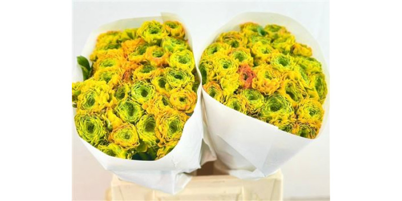 Ranunculus Pon Pon Luna 45 cm A1