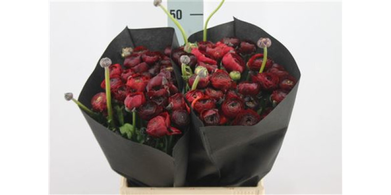 Ranunculus El Burgendy 45 cm 