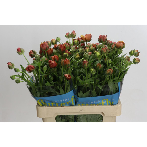Ranunculus Butterfly Uranus 60 cm A1