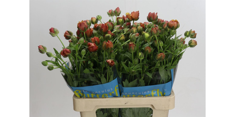 Ranunculus Butterfly Uranus 60 cm A1