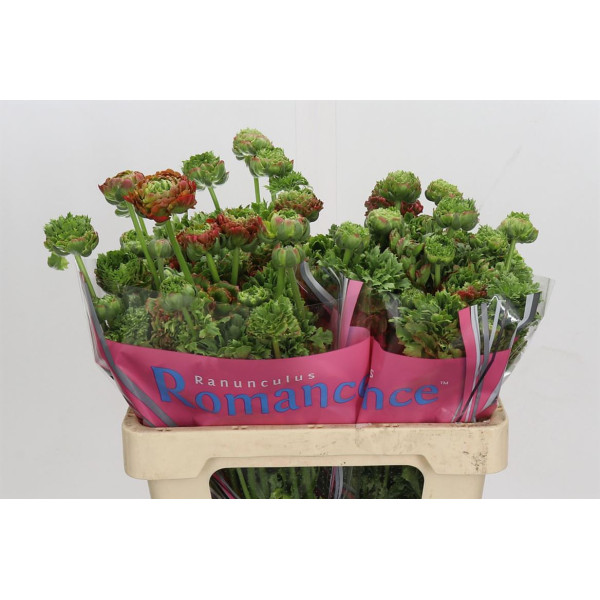 Ranunculus Romance Crown Bastille 50 cm A1