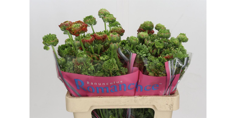Ranunculus Romance Crown Bastille 50 cm A1