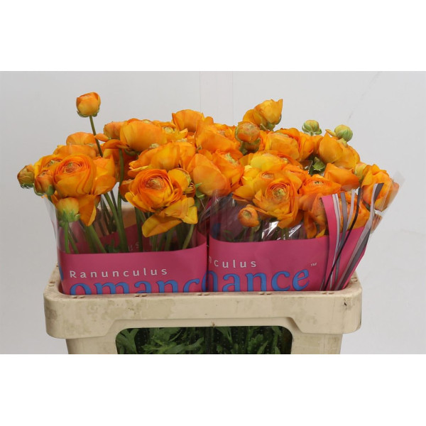 Ranunculus Romance Digne 50 cm A1
