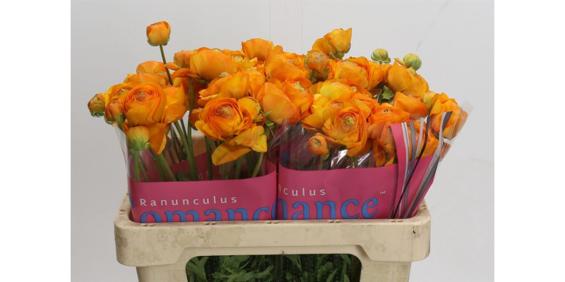 Ranunculus Romance Digne 50 cm A1