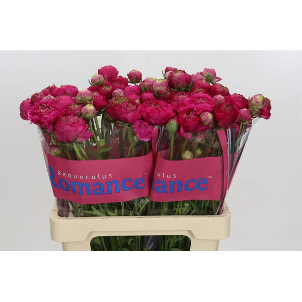 Ranunculus Romance Etretat 60 cm A1