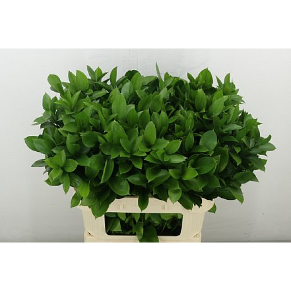 Ruscus Hypophyllum 80 cm A1