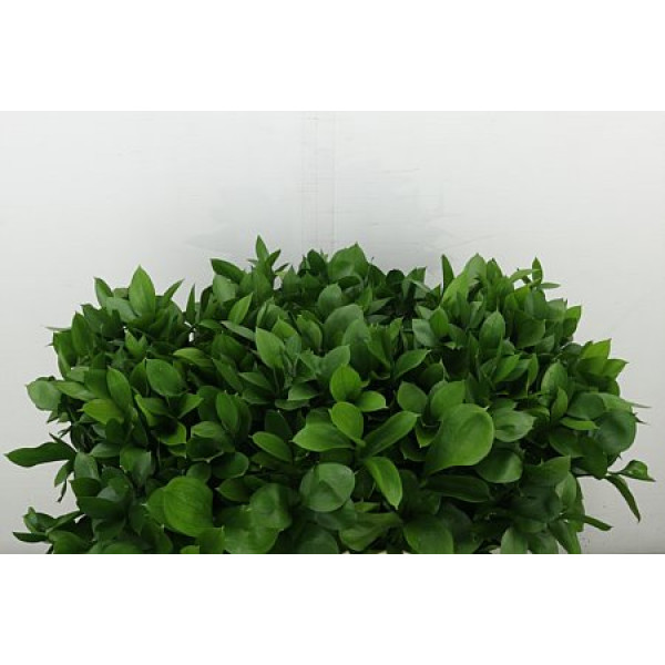 Ruscus Hypophyllum 70 cm A1
