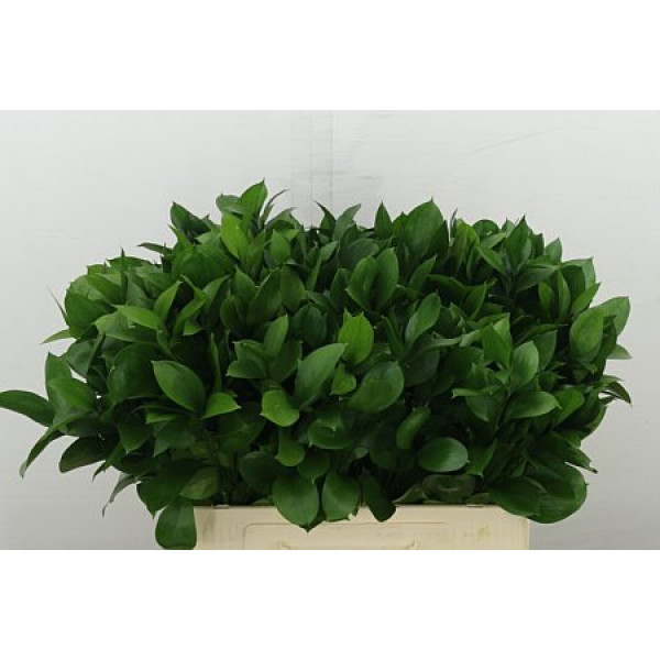 Ruscus Hypophyllum 60 cm A1