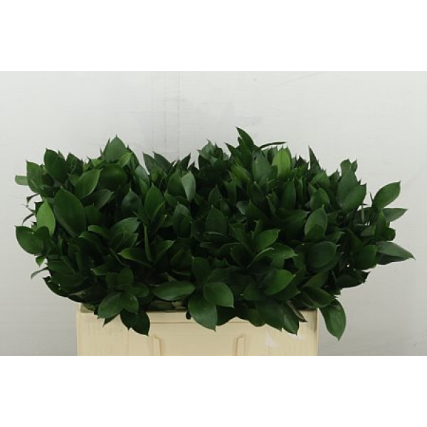 Ruscus Hypophyllum 55 cm A1