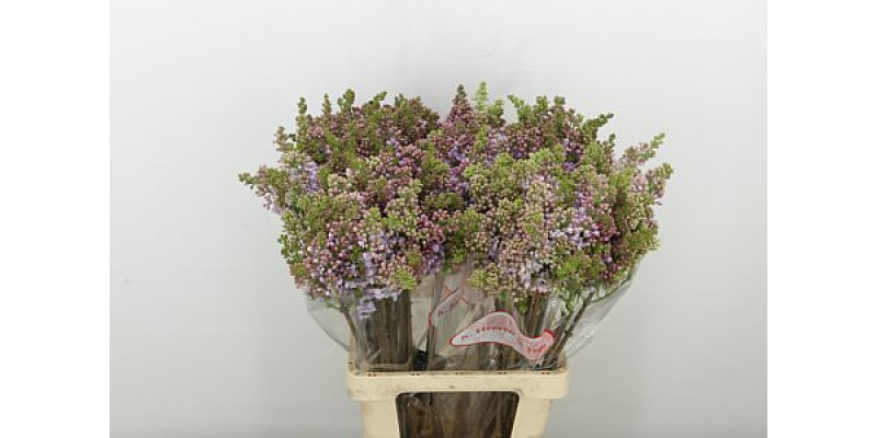 Lilac - Syringa V Lavaliensis 4Plus 70cm A1