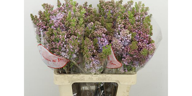 Lilac - Syringa V Lavaliensis 2Plus 60cm A1