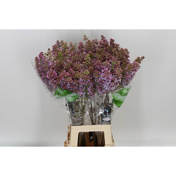 Lilac - Syringa V Lavaliensis 2Plus 80cm A1