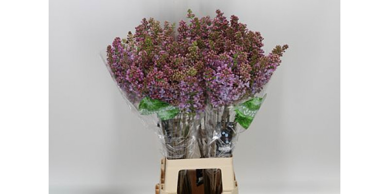 Lilac - Syringa V Lavaliensis 2Plus 80cm A1