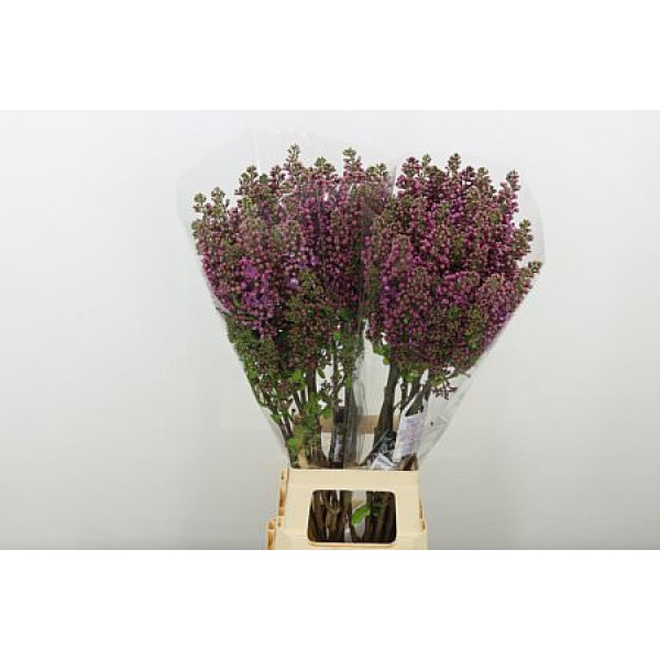 Lilac - Syringa V Ludwig Spaeth 4plus 90cm A1