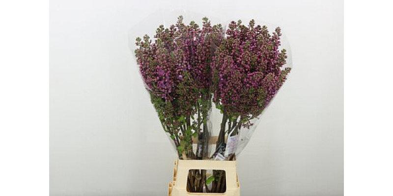 Lilac - Syringa V Ludwig Spaeth 4plus 90cm A1