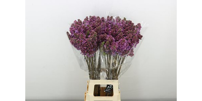 Lilac - Syringa V Mme Fl Stepman 4Plus 90cm A1