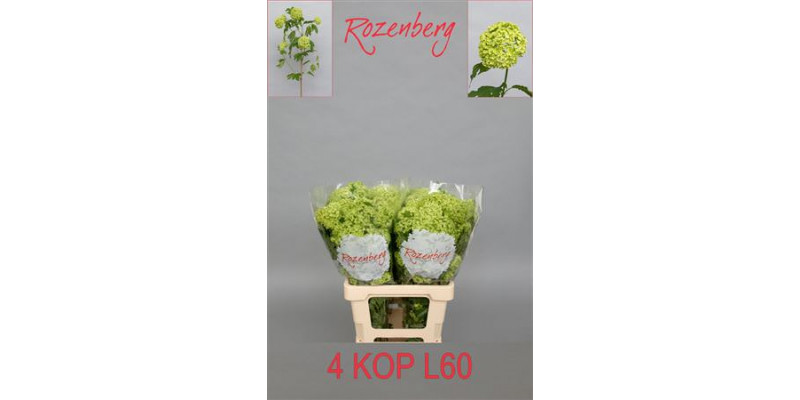 Viburnum Roseum St 4+ 60cm A1 Col-White