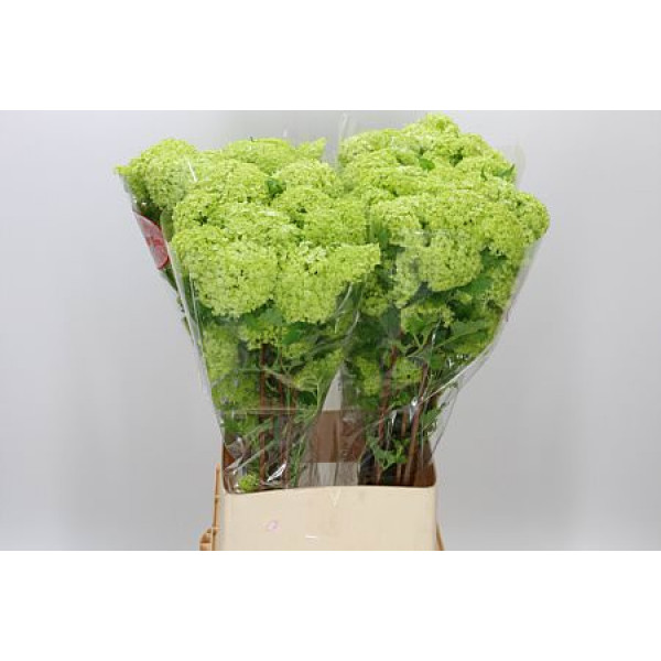 Viburnum Roseum St 4+ 100cm A1