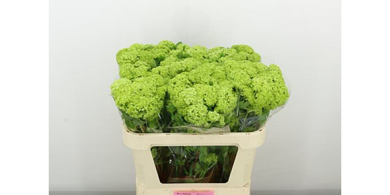 Viburnum Roseum St 2Plus 70cm A1