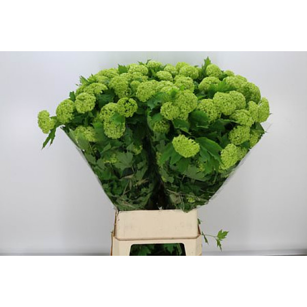 Viburnum Roseum St 2Plus 100cm A1