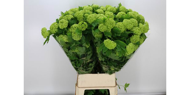 Viburnum Roseum St 2Plus 100cm A1