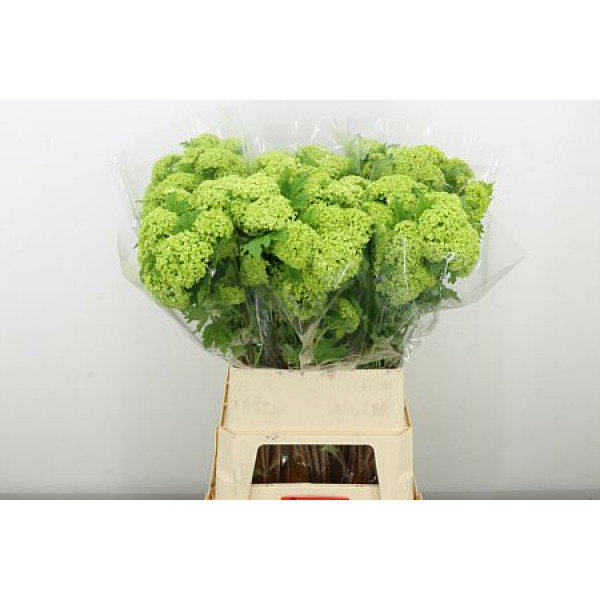 Viburnum Roseum St 4Plus 90cm A1