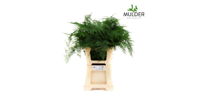 Dec Asperagus  Setaceus Extra Veren 50 65 cm A1