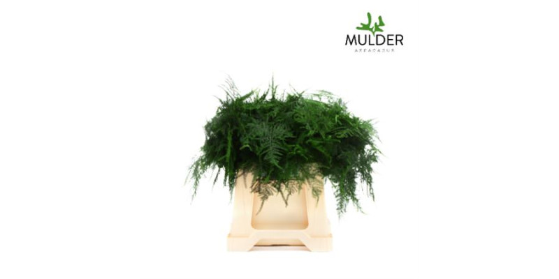 Dec Asperagus  Setaceus 1e Veren 50 45 cm A1