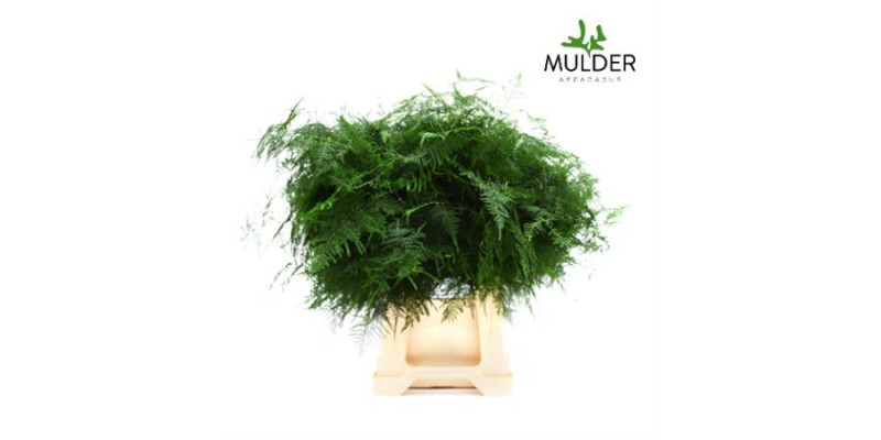 Dec Asperagus  Setaceus Middel Getopt 50 50 cm A1