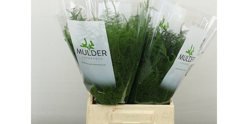 Asparagus Setac 1e Veren 45 cm A1