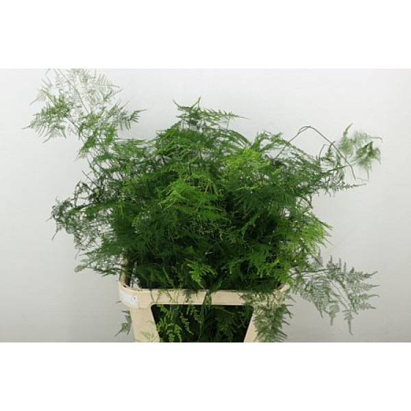 Asparagus Setac Lang Getopt 85 cm A1