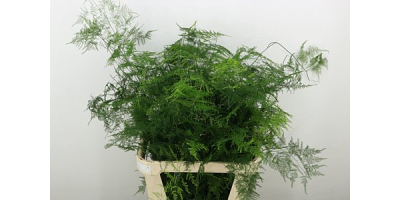 Asparagus Setac Lang Getopt 85 cm A1
