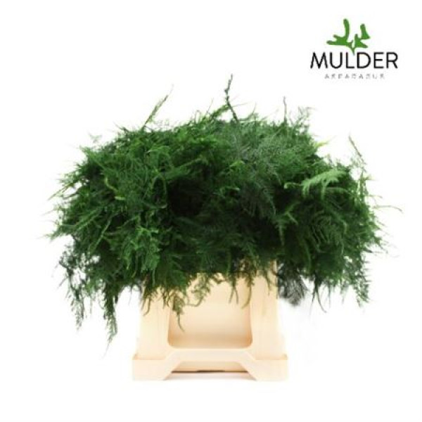 Dec Asperagus  Setaceus 1e Veren 100 45 cm A1
