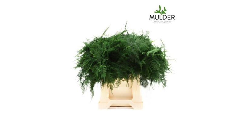 Dec Asperagus  Setaceus 1e Veren 100 45 cm A1