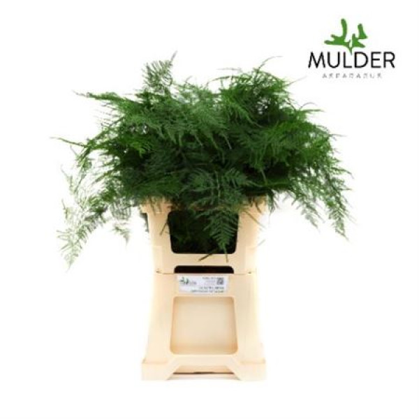 Dec Asperagus  Setaceus Extra Veren 100 65 cm A1