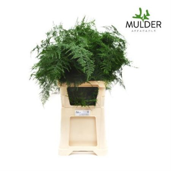 Dec Asperagus  Setaceus Lang Getopt 50 85 cm A1