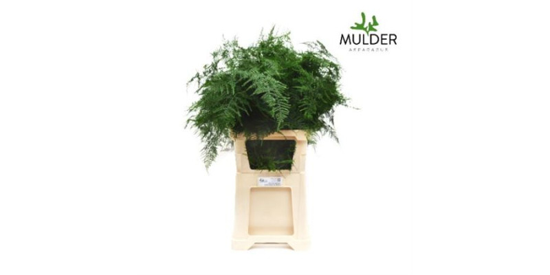 Dec Asperagus  Setaceus Lang Getopt 50 85 cm A1