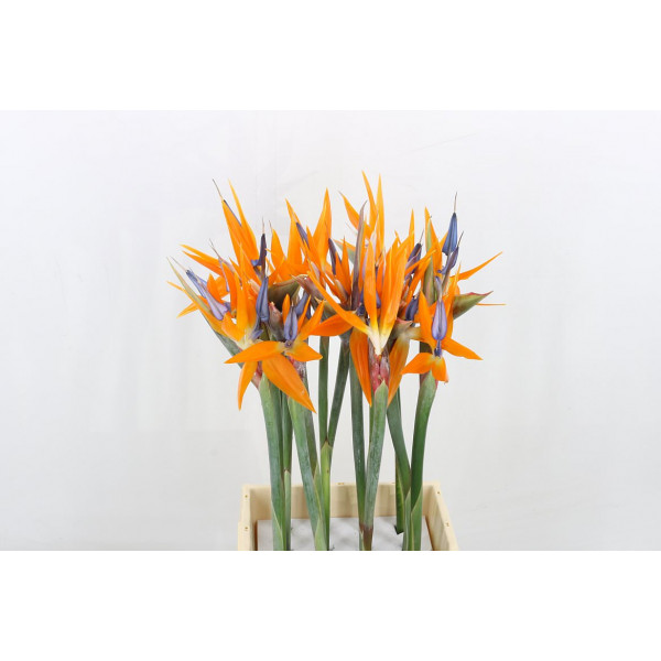 Strel Reginae Bloem 60cm A1 Col-Orange