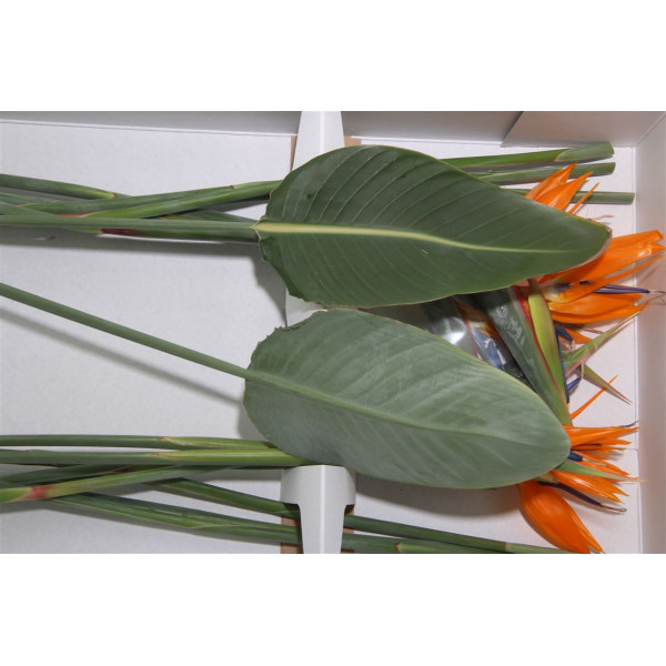 Strel Reginae Bloem 75cm A1 Col-Orange