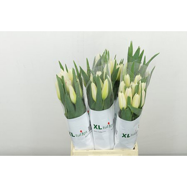 Tulips Frans En Cheerleader 50cm A1