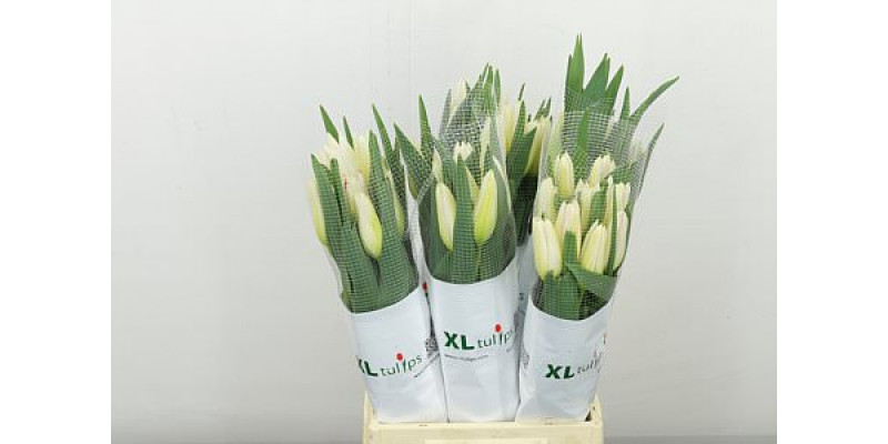 Tulips Frans En Cheerleader 50cm A1