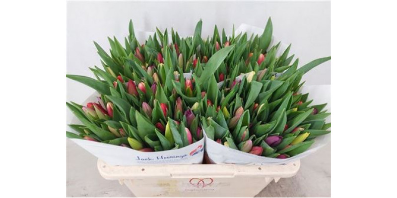 Tulips En Gemengd 35cm A1 Col-Mixed