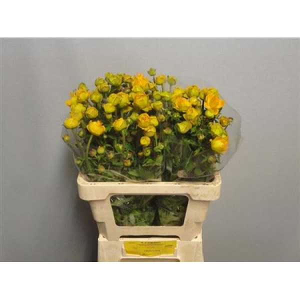 Trollius Juliana 55cm A1