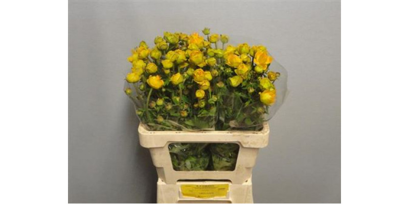 Trollius Juliana 55cm A1