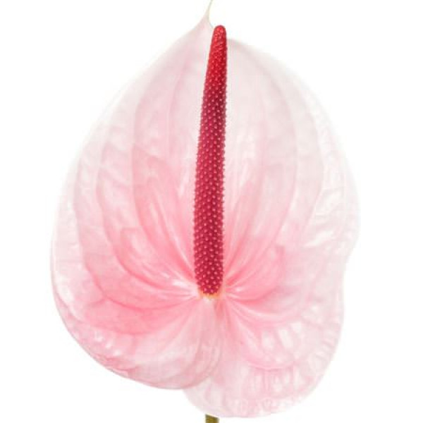 Anthurium Lunette X12 12cm 10 Col-Pink