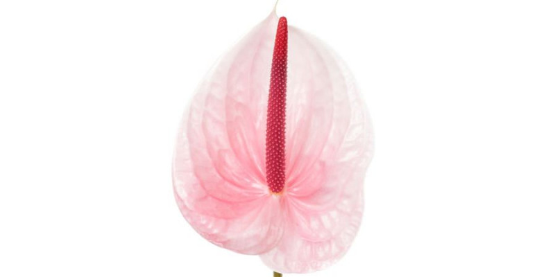 Anthurium Lunette X12 12cm 10 Col-Pink