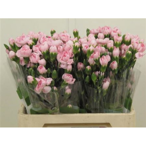 Dianthus Tr Athena Select Pink 65cm A1 Col-Green