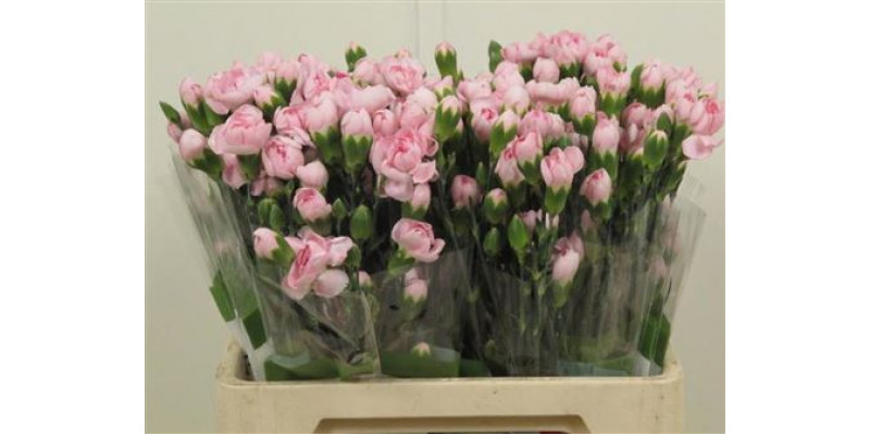 Dianthus Tr Athena Select Pink 65cm A1 Col-Green